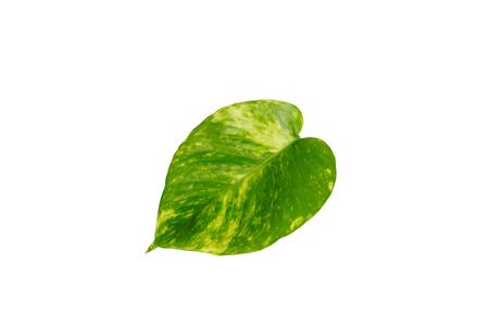 Golden pothos leaf isolated on white backgroundの写真素材