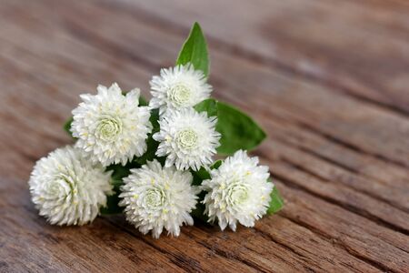 White Globe Amaranth or Bachelor Button on wood tableの写真素材
