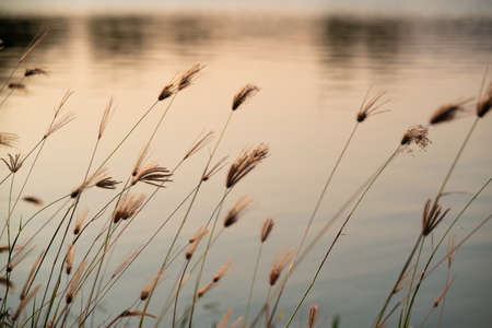 Flower grass on river ,reflected water in evening time with sunlight backgroundの写真素材