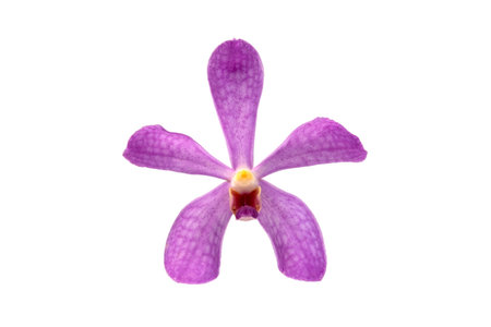 Close-up of single purple Orchid (Mokara Nora blue) flower isolated on white background