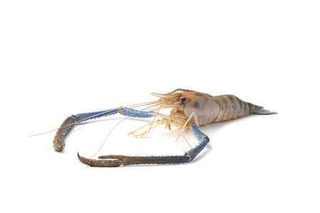 Giant freshwater prawn, Fresh shrimp isolate on white background.の写真素材