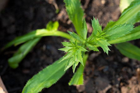 Close up young Culantro or long coriander in potの写真素材