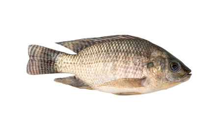 Young small Tilapia fish isolated on white background with clipping path.Top viewの写真素材