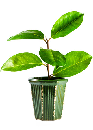 Plant isolated on white backgroundの写真素材