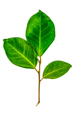 Leaf isolated on white backgroundの写真素材