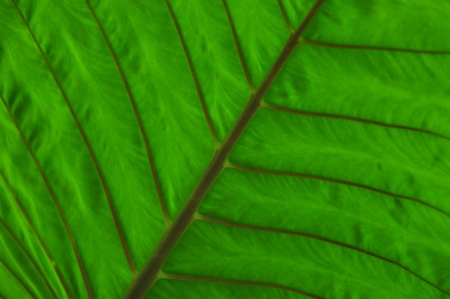 Fresh green leaf close upの写真素材