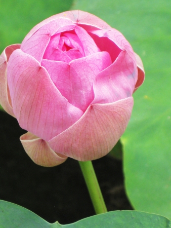 Pink lotus flower - top viewの写真素材