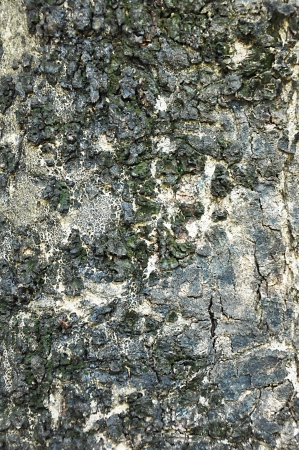 Tree bark textureの写真素材