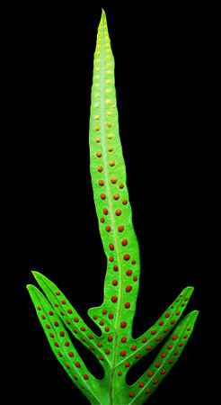 Dotted fren leaf