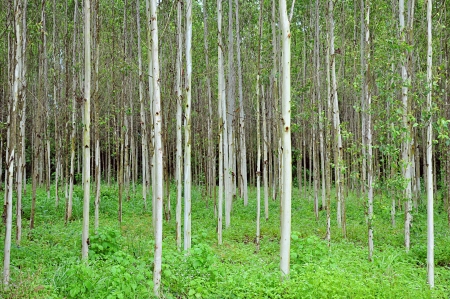 Eucalyptus treesの写真素材