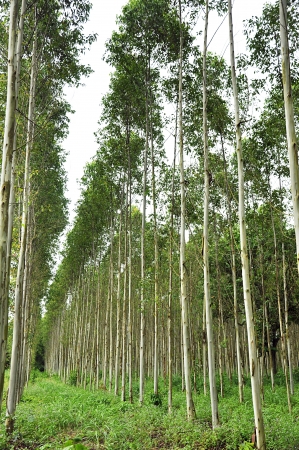 Eucalyptus treesの写真素材