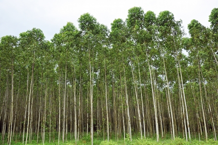 Eucalyptus treesの写真素材