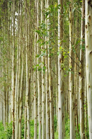 Eucalyptus treesの写真素材