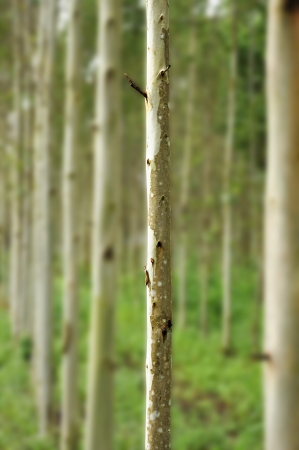 Eucalyptus treesの写真素材