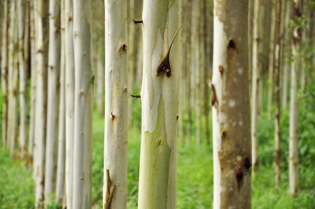 Eucalyptus treesの写真素材