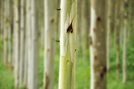 Eucalyptus treesの写真素材