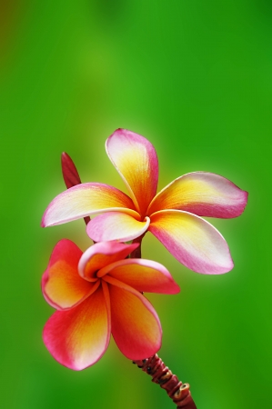   3642;  3635;  3642;Beautiful Frangipani Flowerの写真素材