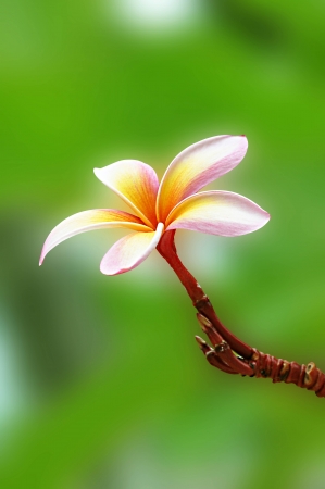   3642;  3635;  3642;Beautiful Frangipani Flowerの写真素材