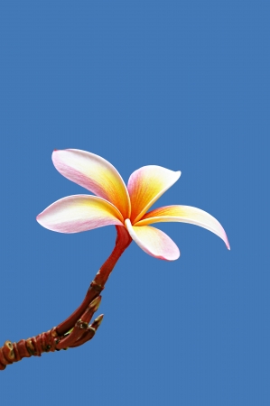   3642;  3635;  3642;Beautiful Frangipani Flowerの写真素材
