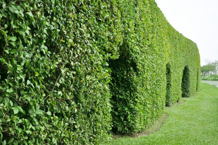 Dwarf tree arch wallの写真素材