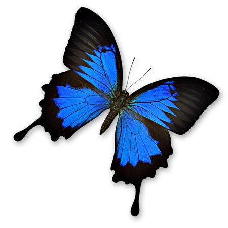Black and blue butterfly on white background- Papilio ulysses ampeliusの写真素材