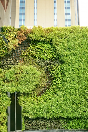 Vertical garden in the cityの写真素材