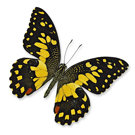 Yellow Lime butterfly flyingの写真素材