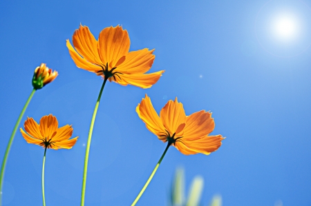 Cosmos flower against blue sky backgroundの写真素材