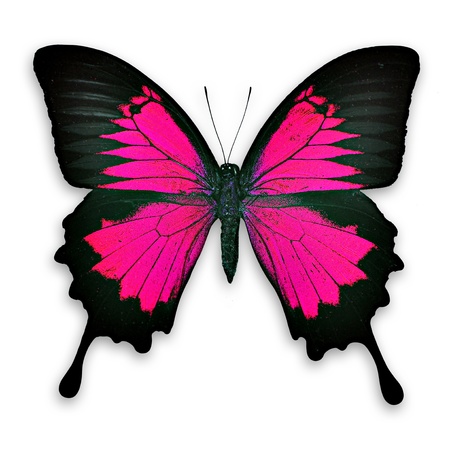 Lovely and charming pink butterfly  - isolatedの写真素材