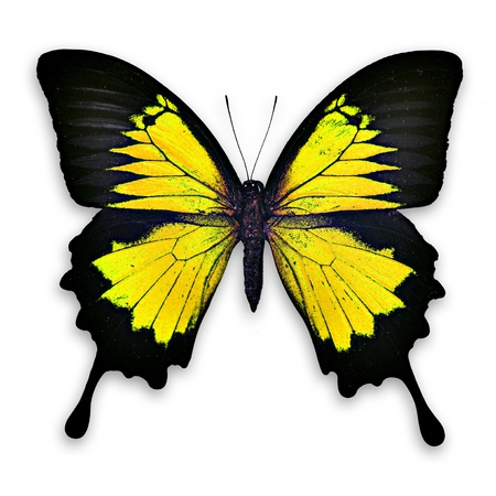 Sweet and charming yellow butterfly - isolatedの写真素材
