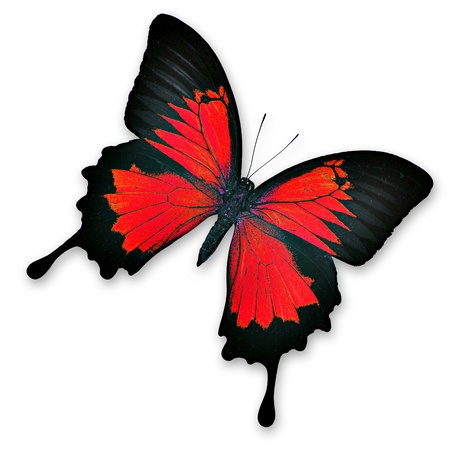 Orange and black butterfly - isolatedの写真素材