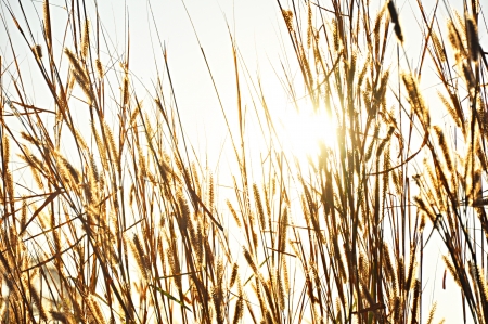 Brown grass with sunlightの写真素材