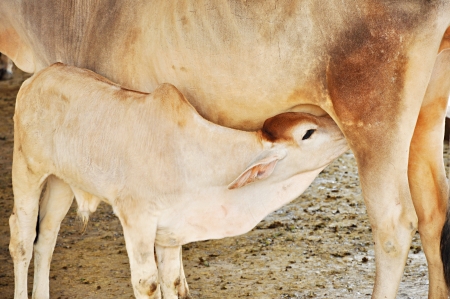 A calf sucking up milk from the cowの写真素材