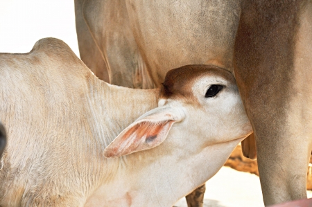 A calf sucking up milk from the cowの写真素材