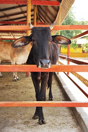 Oxes in the farmの写真素材