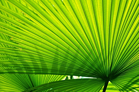 Green leaf texture backgroundの写真素材