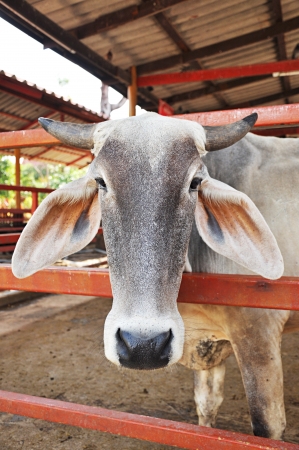 A cow in the paddockの写真素材