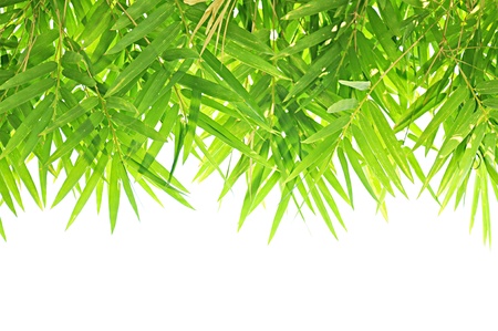 Bamboo leaves backgroundの写真素材