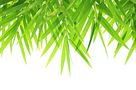 Bamboo leaves backgroundの写真素材
