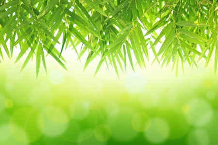 Green Bamboo leaf abstract backgroundの写真素材
