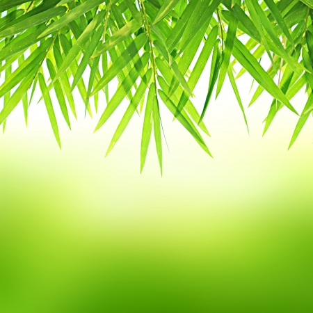 Green Bamboo leaf abstract backgroundの写真素材