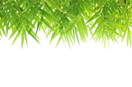 Bamboo leaves backgroundの写真素材
