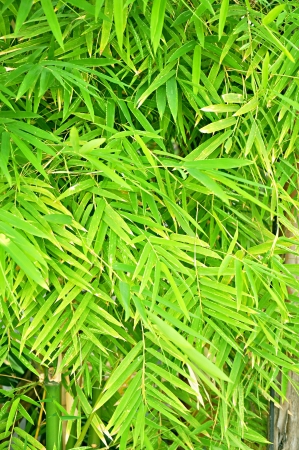 Bamboo leaves backgroundの写真素材