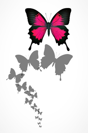 Butterfly backgroundの写真素材
