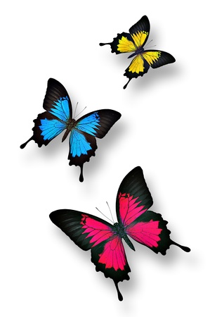 Colorful butterflies isolatd on whiteの写真素材