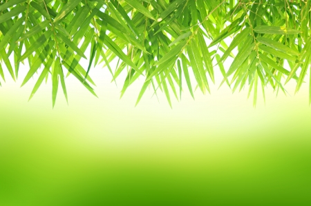Green Bamboo leaf abstract backgroundの写真素材