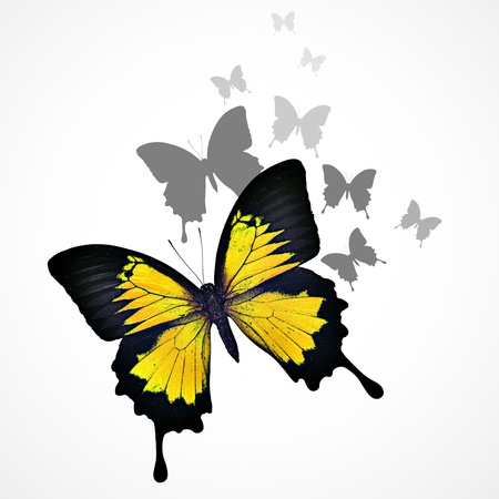 Yellow butterfly backgroundの写真素材