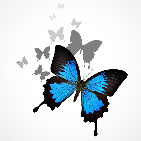 Blue butterfly backgroundの写真素材