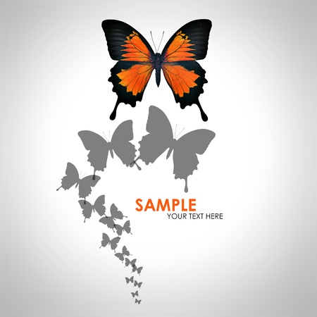 Butterfly backgroundの写真素材