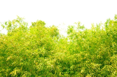 Green Bambo leavesの写真素材